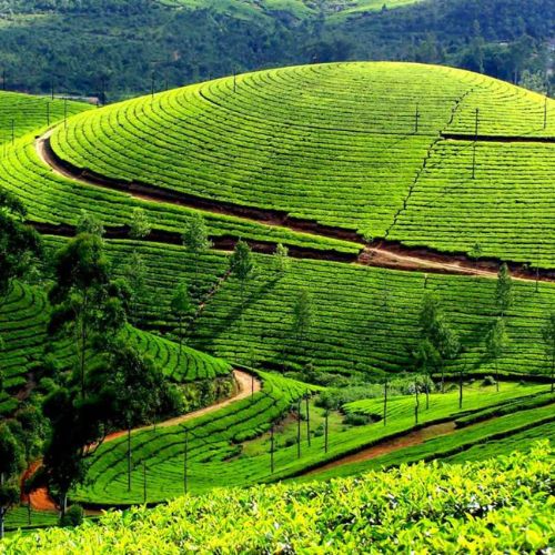 Munnar